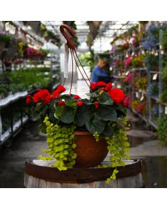Begonia Rieger 'Red' with Lysmachia Hanging Basket