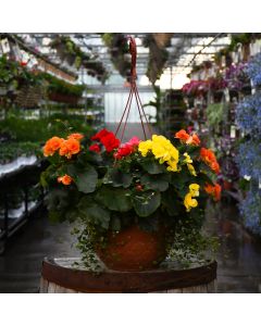 Begonia Rieger Mix with Wire Vine Hanging Basket