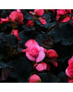 Begonia Rieger, Solenia® 'Light Pink'