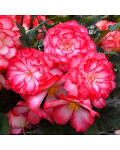 Begonia Tuberous, Nonstop® Joy 'Rose Picotee'