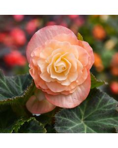 Begonia Tuberous, Nonstop® 'Peach Shades'