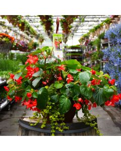 13” Hanging Basket