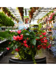 Begonia Viking® Explorer, Green Leaf 'Rose' Hanging Basket