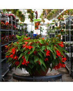 Begonia Bolivian, Waterfalls® 'Encanto Orange®' Hanging Basket