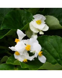 Begonia Wax, Big® Green Leaf 'White'