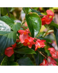 Begonia Wax, Dragon Wing® Green Leaf 'Red'