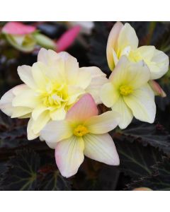 Begonia, I'CONIA® 'Lemon Berry'