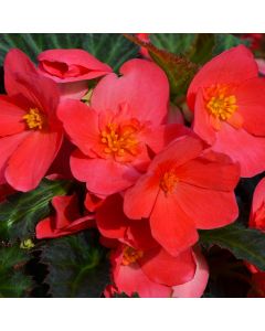 Begonia, I'CONIA® First Kiss 'Hot Pink'