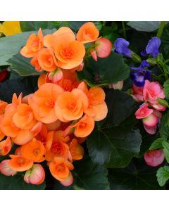 Begonia Rieger Mix