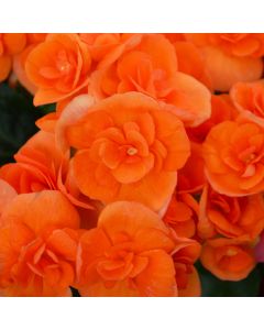 Begonia Rieger, 'Orange'