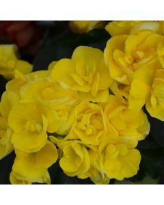 Begonia Rieger 'Yellow'