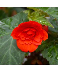 Begonia Tuberous, Nonstop® Joy 'Orange'