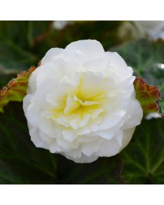 Begonia Tuberous, Nonstop® 'White'