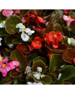 Begonia, Bronze Leaf Mix
