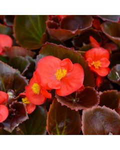 Begonia, Bronze Leaf 'Red'
