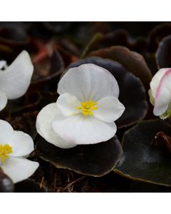 Begonia, Bronze Leaf 'White'