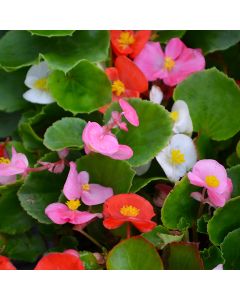 Begonia, Green Leaf Mix