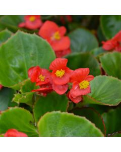 Begonia, Green Leaf 'Red'