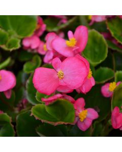 Begonia, Green Leaf 'Rose'