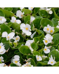 Begonia, Green Leaf 'White'