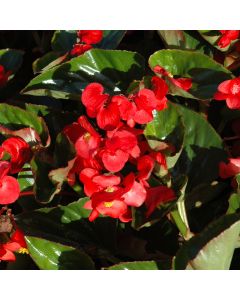Begonia Wax, Big® Green Leaf 'Red'