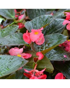 Begonia Wax, Big® Bronze Leaf 'Rose'