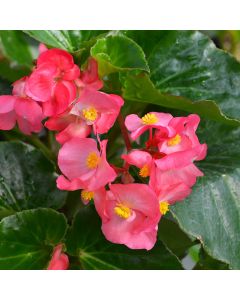 Begonia Wax, Big® Green Leaf 'Rose'
