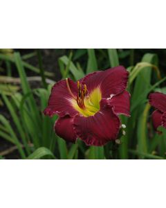 Hemerocallis, Purple Daylily 'Bela Lugosi'