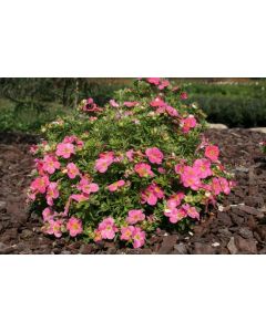 Potentilla, Shrubby Cinquefoil 'Bella Bellissima®'