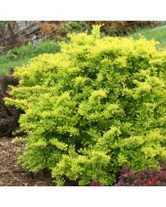 Berberis, Japanese Barberry 'Sunjoy® Citrus'