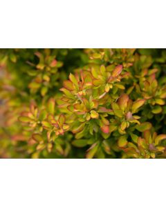 Berberis, Japanese Barberry 'First Editions® Limoncello™'