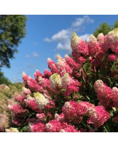 Hydrangea, Panicle 'First Editions® Berry White®'