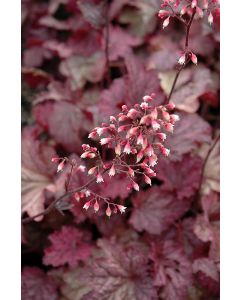 Heuchera, Red Leaf Coral Bells 'Berry Smoothie'