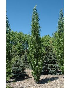 Betula, Japanese White Birch 'First Editions® Parkland Pillar®'