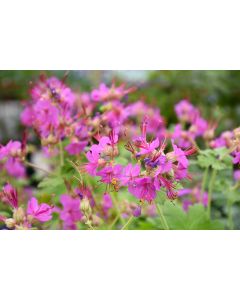 Geranium, Bigroot 'Bevans Variety'