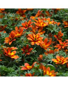 Bidens, 'Blazing Embers'