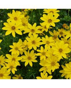 Bidens, 'Sunshine' (Double Yellow)