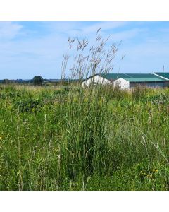 Andropogon gerardii, Big Bluestem