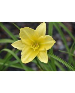 Hemerocallis, Yellow Daylily 'Big Time Happy'