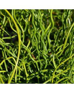 Juncus 'Big Twister'