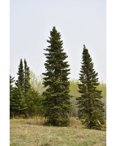 Picea, Black Spruce
