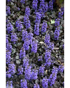 Ajuga, Bugleweed 'Black Scallop'