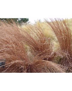 Schizachyrium, Little Bluestem 'Blaze'