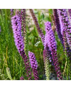 Liatris, Prairie Blazingstar 'Minnesota Native'