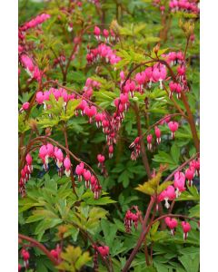 Dicentra, Old Fashioned Bleeding Heart