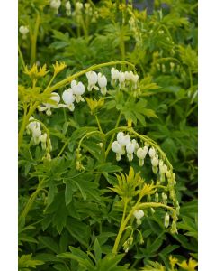 Dicentra, Old Fashioned Bleeding Heart 'White'