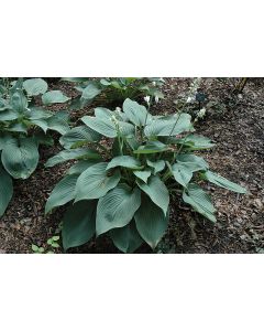 Hosta, Blue Leaf 'Blue Angel'