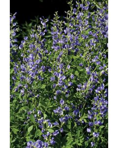 Baptisia, Blue False Indigo 'Minnesota Native'