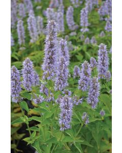 Agastache, Anise Hyssop 'Blue Fortune'
