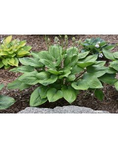Hosta, Blue Leaf 'Blue Hawaii'